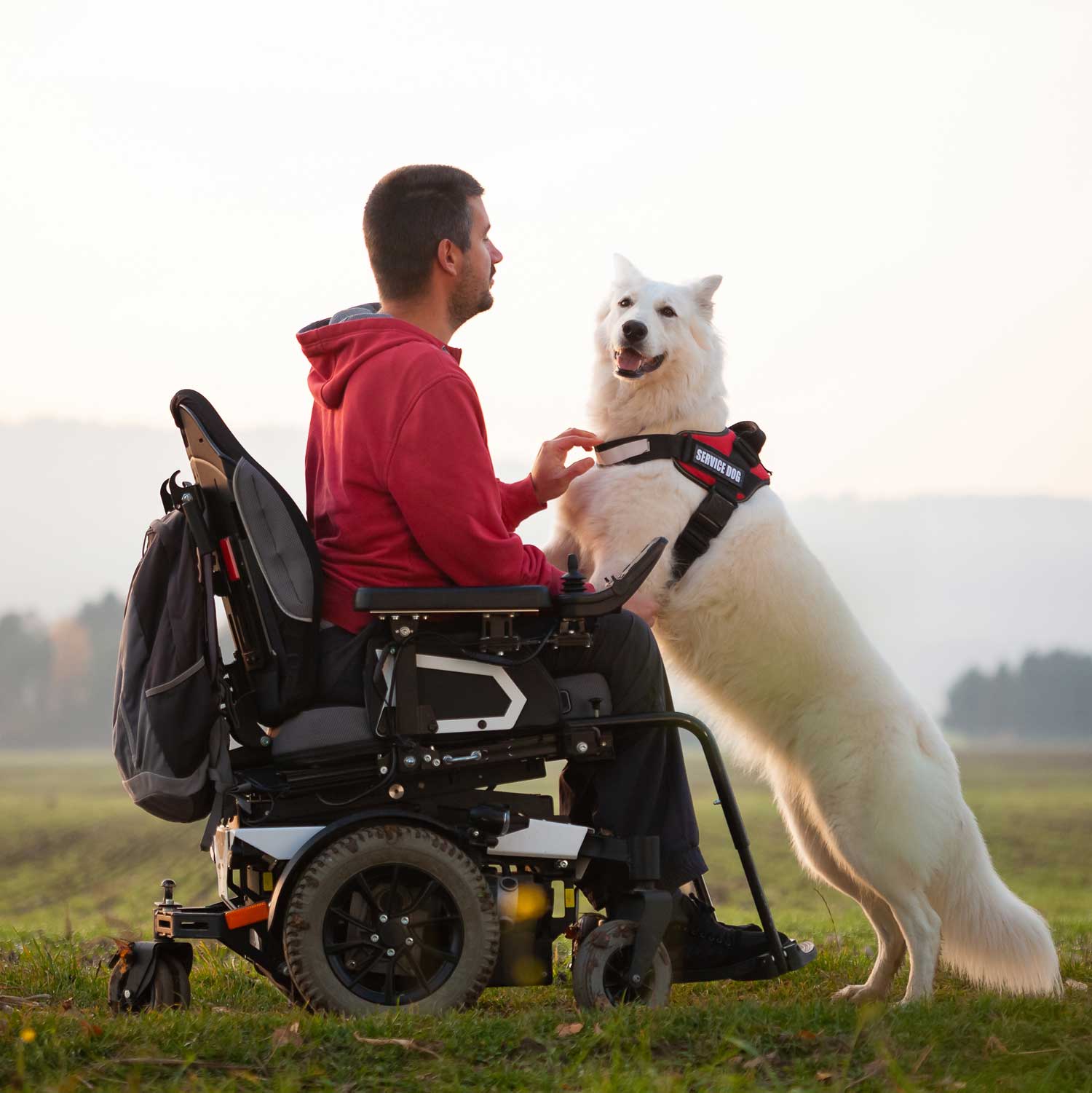 What is animal assisted therapy?